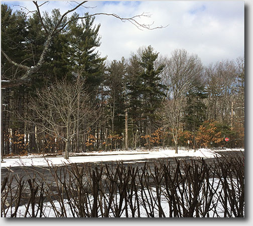 View of landscaped property & woodlands